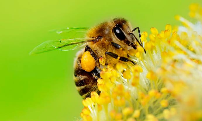  La abeja es declarada el ser vivo más importante del planeta