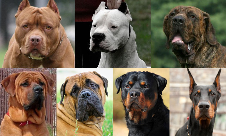 Ley 27596 sanciona con S/. 4400 soles por pasear perros considerados peligrosos sin bozal