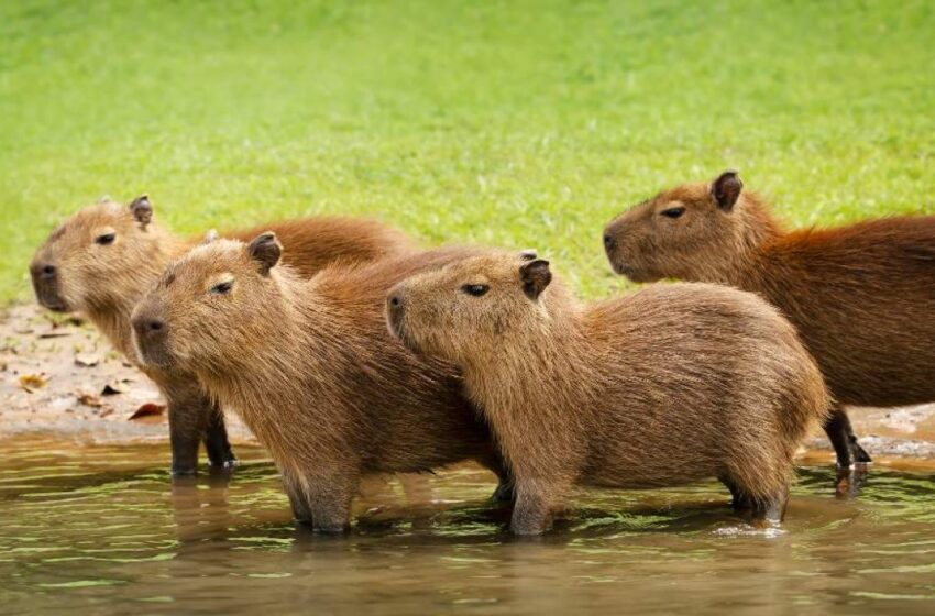  Capibaras conquistan Lima: ¿Dónde puedes conocer e interactuar con el roedor más grande del mundo?