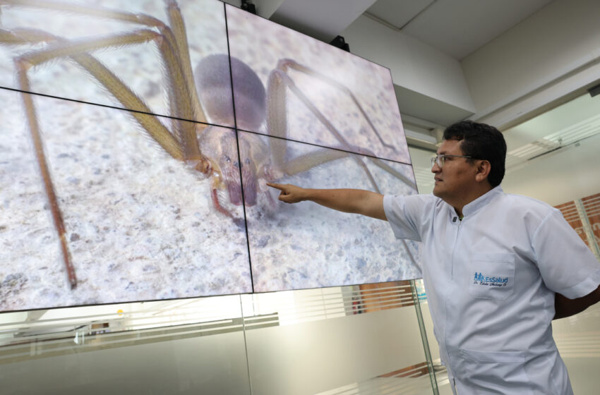  ¡Cuidado con esas arañas en casa! EsSalud alerta sobre mordeduras que pueden ser graves